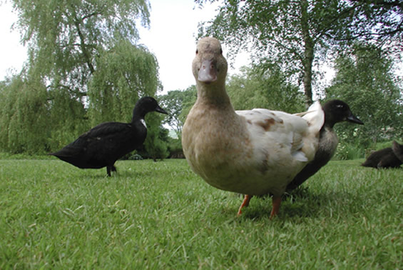 large_ducks